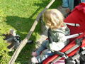 Beeldnr : 75 van 89
Naam : jji18d19g.jpg
Folder : fotos/jaren-201x/2010-2/zoo-parc-overloon/18-sep/
Formaat : 800 x 600px
Thumb : 120 x 90px
Richting : Landschap
Bloknr : 2 van 2
Beeldnrs : 51 tm 89
Beelden in blok : 39