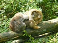 Beeldnr : 76 van 89
Naam : jji18d21.jpg
Folder : fotos/jaren-201x/2010-2/zoo-parc-overloon/18-sep/
Formaat : 800 x 600px
Thumb : 120 x 90px
Richting : Landschap
Bloknr : 2 van 2
Beeldnrs : 51 tm 89
Beelden in blok : 39