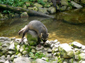 Beeldnr : 79 van 89
Naam : jji18d33.jpg
Folder : fotos/jaren-201x/2010-2/zoo-parc-overloon/18-sep/
Formaat : 800 x 600px
Thumb : 120 x 90px
Richting : Landschap
Bloknr : 2 van 2
Beeldnrs : 51 tm 89
Beelden in blok : 39