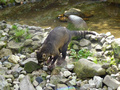 Beeldnr : 80 van 89
Naam : jji18d34.jpg
Folder : fotos/jaren-201x/2010-2/zoo-parc-overloon/18-sep/
Formaat : 800 x 600px
Thumb : 120 x 90px
Richting : Landschap
Bloknr : 2 van 2
Beeldnrs : 51 tm 89
Beelden in blok : 39