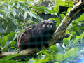 Beeldnr : 81 van 89
Naam : jji18d41.jpg
Folder : fotos/jaren-201x/2010-2/zoo-parc-overloon/18-sep/
Formaat : 800 x 600px
Thumb : 120 x 90px
Richting : Landschap
Bloknr : 2 van 2
Beeldnrs : 51 tm 89
Beelden in blok : 39
