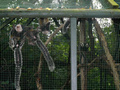 Beeldnr : 82 van 89
Naam : jji18d46.jpg
Folder : fotos/jaren-201x/2010-2/zoo-parc-overloon/18-sep/
Formaat : 800 x 600px
Thumb : 120 x 90px
Richting : Landschap
Bloknr : 2 van 2
Beeldnrs : 51 tm 89
Beelden in blok : 39