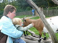 Beeldnr : 87 van 89
Naam : jji18d62g.jpg
Folder : fotos/jaren-201x/2010-2/zoo-parc-overloon/18-sep/
Formaat : 800 x 600px
Thumb : 120 x 90px
Richting : Landschap
Bloknr : 2 van 2
Beeldnrs : 51 tm 89
Beelden in blok : 39