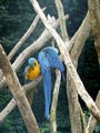 Beeldnr : 89 van 89
Naam : jji18d65.jpg
Folder : fotos/jaren-201x/2010-2/zoo-parc-overloon/18-sep/
Formaat : 600 x 800px
Thumb : 90 x 120px
Richting : Portret
Bloknr : 2 van 2
Beeldnrs : 51 tm 89
Beelden in blok : 39