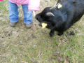 Beeldnr : 5 van 20
Naam : aka30a31.jpg
Folder : fotos/jaren-201x/2011-2/esmee/jan/
Formaat : 800 x 600px
Thumb : 120 x 90px
Richting : Landschap
Bloknr : 1 van 1
Beeldnrs : 1 tm 20
Beelden in blok : 20