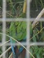 Beeldnr : 24 van 100
Naam : ake05b00.jpg
Folder : fotos/jaren-201x/2011-2/noord-nederland/5-mei/
Formaat : 600 x 800px
Thumb : 90 x 120px
Richting : Portret
Bloknr : 1 van 2
Beeldnrs : 1 tm 50
Beelden in blok : 50