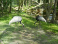 Beeldnr : 34 van 100
Naam : ake05b25.jpg
Folder : fotos/jaren-201x/2011-2/noord-nederland/5-mei/
Formaat : 800 x 600px
Thumb : 120 x 90px
Richting : Landschap
Bloknr : 1 van 2
Beeldnrs : 1 tm 50
Beelden in blok : 50