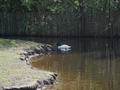 Beeldnr : 37 van 100
Naam : ake05b32.jpg
Folder : fotos/jaren-201x/2011-2/noord-nederland/5-mei/
Formaat : 800 x 600px
Thumb : 120 x 90px
Richting : Landschap
Bloknr : 1 van 2
Beeldnrs : 1 tm 50
Beelden in blok : 50