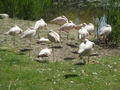Beeldnr : 54 van 100
Naam : ake05b78.jpg
Folder : fotos/jaren-201x/2011-2/noord-nederland/5-mei/
Formaat : 800 x 600px
Thumb : 120 x 90px
Richting : Landschap
Bloknr : 2 van 2
Beeldnrs : 51 tm 100
Beelden in blok : 50