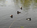 Beeldnr : 70 van 100
Naam : ake05c04.jpg
Folder : fotos/jaren-201x/2011-2/noord-nederland/5-mei/
Formaat : 800 x 600px
Thumb : 120 x 90px
Richting : Landschap
Bloknr : 2 van 2
Beeldnrs : 51 tm 100
Beelden in blok : 50