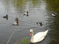 Beeldnr : 71 van 100
Naam : ake05c06.jpg
Folder : fotos/jaren-201x/2011-2/noord-nederland/5-mei/
Formaat : 800 x 600px
Thumb : 120 x 90px
Richting : Landschap
Bloknr : 2 van 2
Beeldnrs : 51 tm 100
Beelden in blok : 50