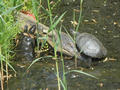Beeldnr : 84 van 100
Naam : ake05c29.jpg
Folder : fotos/jaren-201x/2011-2/noord-nederland/5-mei/
Formaat : 800 x 600px
Thumb : 120 x 90px
Richting : Landschap
Bloknr : 2 van 2
Beeldnrs : 51 tm 100
Beelden in blok : 50