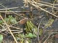 Beeldnr : 55 van 64
Naam : ake06b70.jpg
Folder : fotos/jaren-201x/2011-2/noord-nederland/6-mei/
Formaat : 800 x 600px
Thumb : 120 x 90px
Richting : Landschap
Bloknr : 2 van 2
Beeldnrs : 51 tm 64
Beelden in blok : 14