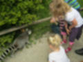 Beeldnr : 8 van 13
Naam : anfo4474.jpg
Folder : fotos/jaren-201x/2014-2/zoo-parc-overloon/15-juni/
Formaat : 800 x 600px
Thumb : 120 x 90px
Richting : Landschap
Bloknr : 1 van 1
Beeldnrs : 1 tm 13
Beelden in blok : 13