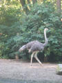Beeldnr : 5 van 169
Naam : apij_a92.jpg
Folder : fotos/jaren-201x/2016-2/avifauna/10-sep/
Formaat : 675 x 900px
Thumb : 90 x 120px
Richting : Portret
Bloknr : 1 van 4
Beeldnrs : 1 tm 50
Beelden in blok : 50