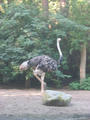 Beeldnr : 6 van 169
Naam : apij_a93.jpg
Folder : fotos/jaren-201x/2016-2/avifauna/10-sep/
Formaat : 675 x 900px
Thumb : 90 x 120px
Richting : Portret
Bloknr : 1 van 4
Beeldnrs : 1 tm 50
Beelden in blok : 50
