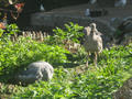 Beeldnr : 13 van 169
Naam : apij_b06.jpg
Folder : fotos/jaren-201x/2016-2/avifauna/10-sep/
Formaat : 900 x 675px
Thumb : 120 x 90px
Richting : Landschap
Bloknr : 1 van 4
Beeldnrs : 1 tm 50
Beelden in blok : 50
