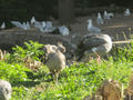 Beeldnr : 14 van 169
Naam : apij_b07.jpg
Folder : fotos/jaren-201x/2016-2/avifauna/10-sep/
Formaat : 900 x 675px
Thumb : 120 x 90px
Richting : Landschap
Bloknr : 1 van 4
Beeldnrs : 1 tm 50
Beelden in blok : 50