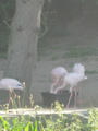 Beeldnr : 15 van 169
Naam : apij_b08.jpg
Folder : fotos/jaren-201x/2016-2/avifauna/10-sep/
Formaat : 675 x 900px
Thumb : 90 x 120px
Richting : Portret
Bloknr : 1 van 4
Beeldnrs : 1 tm 50
Beelden in blok : 50