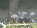 Beeldnr : 16 van 169
Naam : apij_b09.jpg
Folder : fotos/jaren-201x/2016-2/avifauna/10-sep/
Formaat : 900 x 675px
Thumb : 120 x 90px
Richting : Landschap
Bloknr : 1 van 4
Beeldnrs : 1 tm 50
Beelden in blok : 50