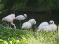 Beeldnr : 17 van 169
Naam : apij_b10.jpg
Folder : fotos/jaren-201x/2016-2/avifauna/10-sep/
Formaat : 900 x 675px
Thumb : 120 x 90px
Richting : Landschap
Bloknr : 1 van 4
Beeldnrs : 1 tm 50
Beelden in blok : 50
