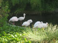 Beeldnr : 18 van 169
Naam : apij_b12.jpg
Folder : fotos/jaren-201x/2016-2/avifauna/10-sep/
Formaat : 900 x 675px
Thumb : 120 x 90px
Richting : Landschap
Bloknr : 1 van 4
Beeldnrs : 1 tm 50
Beelden in blok : 50