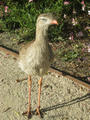 Beeldnr : 19 van 169
Naam : apij_b13.jpg
Folder : fotos/jaren-201x/2016-2/avifauna/10-sep/
Formaat : 675 x 900px
Thumb : 90 x 120px
Richting : Portret
Bloknr : 1 van 4
Beeldnrs : 1 tm 50
Beelden in blok : 50