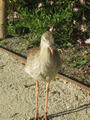 Beeldnr : 20 van 169
Naam : apij_b14.jpg
Folder : fotos/jaren-201x/2016-2/avifauna/10-sep/
Formaat : 675 x 900px
Thumb : 90 x 120px
Richting : Portret
Bloknr : 1 van 4
Beeldnrs : 1 tm 50
Beelden in blok : 50