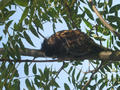 Beeldnr : 21 van 169
Naam : apij_b15.jpg
Folder : fotos/jaren-201x/2016-2/avifauna/10-sep/
Formaat : 900 x 675px
Thumb : 120 x 90px
Richting : Landschap
Bloknr : 1 van 4
Beeldnrs : 1 tm 50
Beelden in blok : 50