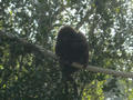 Beeldnr : 25 van 169
Naam : apij_b19.jpg
Folder : fotos/jaren-201x/2016-2/avifauna/10-sep/
Formaat : 900 x 675px
Thumb : 120 x 90px
Richting : Landschap
Bloknr : 1 van 4
Beeldnrs : 1 tm 50
Beelden in blok : 50