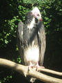 Beeldnr : 28 van 169
Naam : apij_b22.jpg
Folder : fotos/jaren-201x/2016-2/avifauna/10-sep/
Formaat : 675 x 900px
Thumb : 90 x 120px
Richting : Portret
Bloknr : 1 van 4
Beeldnrs : 1 tm 50
Beelden in blok : 50