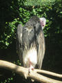 Beeldnr : 29 van 169
Naam : apij_b23.jpg
Folder : fotos/jaren-201x/2016-2/avifauna/10-sep/
Formaat : 675 x 900px
Thumb : 90 x 120px
Richting : Portret
Bloknr : 1 van 4
Beeldnrs : 1 tm 50
Beelden in blok : 50