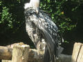 Beeldnr : 30 van 169
Naam : apij_b24.jpg
Folder : fotos/jaren-201x/2016-2/avifauna/10-sep/
Formaat : 900 x 675px
Thumb : 120 x 90px
Richting : Landschap
Bloknr : 1 van 4
Beeldnrs : 1 tm 50
Beelden in blok : 50