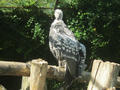 Beeldnr : 31 van 169
Naam : apij_b25.jpg
Folder : fotos/jaren-201x/2016-2/avifauna/10-sep/
Formaat : 900 x 675px
Thumb : 120 x 90px
Richting : Landschap
Bloknr : 1 van 4
Beeldnrs : 1 tm 50
Beelden in blok : 50