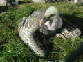 Beeldnr : 36 van 169
Naam : apij_b30.jpg
Folder : fotos/jaren-201x/2016-2/avifauna/10-sep/
Formaat : 900 x 675px
Thumb : 120 x 90px
Richting : Landschap
Bloknr : 1 van 4
Beeldnrs : 1 tm 50
Beelden in blok : 50