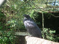 Beeldnr : 41 van 169
Naam : apij_b35.jpg
Folder : fotos/jaren-201x/2016-2/avifauna/10-sep/
Formaat : 900 x 675px
Thumb : 120 x 90px
Richting : Landschap
Bloknr : 1 van 4
Beeldnrs : 1 tm 50
Beelden in blok : 50