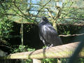 Beeldnr : 42 van 169
Naam : apij_b36.jpg
Folder : fotos/jaren-201x/2016-2/avifauna/10-sep/
Formaat : 900 x 675px
Thumb : 120 x 90px
Richting : Landschap
Bloknr : 1 van 4
Beeldnrs : 1 tm 50
Beelden in blok : 50