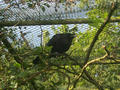 Beeldnr : 43 van 169
Naam : apij_b37.jpg
Folder : fotos/jaren-201x/2016-2/avifauna/10-sep/
Formaat : 900 x 675px
Thumb : 120 x 90px
Richting : Landschap
Bloknr : 1 van 4
Beeldnrs : 1 tm 50
Beelden in blok : 50