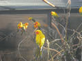 Beeldnr : 48 van 169
Naam : apij_b43.jpg
Folder : fotos/jaren-201x/2016-2/avifauna/10-sep/
Formaat : 900 x 675px
Thumb : 120 x 90px
Richting : Landschap
Bloknr : 1 van 4
Beeldnrs : 1 tm 50
Beelden in blok : 50
