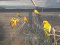 Beeldnr : 49 van 169
Naam : apij_b44.jpg
Folder : fotos/jaren-201x/2016-2/avifauna/10-sep/
Formaat : 900 x 675px
Thumb : 120 x 90px
Richting : Landschap
Bloknr : 1 van 4
Beeldnrs : 1 tm 50
Beelden in blok : 50
