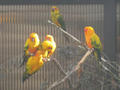 Beeldnr : 50 van 169
Naam : apij_b45.jpg
Folder : fotos/jaren-201x/2016-2/avifauna/10-sep/
Formaat : 900 x 675px
Thumb : 120 x 90px
Richting : Landschap
Bloknr : 1 van 4
Beeldnrs : 1 tm 50
Beelden in blok : 50