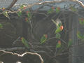 Beeldnr : 52 van 169
Naam : apij_b50.jpg
Folder : fotos/jaren-201x/2016-2/avifauna/10-sep/
Formaat : 900 x 675px
Thumb : 120 x 90px
Richting : Landschap
Bloknr : 2 van 4
Beeldnrs : 51 tm 100
Beelden in blok : 50