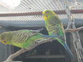 Beeldnr : 54 van 169
Naam : apij_b54.jpg
Folder : fotos/jaren-201x/2016-2/avifauna/10-sep/
Formaat : 900 x 675px
Thumb : 120 x 90px
Richting : Landschap
Bloknr : 2 van 4
Beeldnrs : 51 tm 100
Beelden in blok : 50