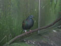 Beeldnr : 64 van 169
Naam : apij_b65.jpg
Folder : fotos/jaren-201x/2016-2/avifauna/10-sep/
Formaat : 900 x 675px
Thumb : 120 x 90px
Richting : Landschap
Bloknr : 2 van 4
Beeldnrs : 51 tm 100
Beelden in blok : 50