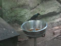 Beeldnr : 66 van 169
Naam : apij_b67.jpg
Folder : fotos/jaren-201x/2016-2/avifauna/10-sep/
Formaat : 900 x 675px
Thumb : 120 x 90px
Richting : Landschap
Bloknr : 2 van 4
Beeldnrs : 51 tm 100
Beelden in blok : 50