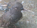 Beeldnr : 74 van 169
Naam : apij_b83.jpg
Folder : fotos/jaren-201x/2016-2/avifauna/10-sep/
Formaat : 900 x 675px
Thumb : 120 x 90px
Richting : Landschap
Bloknr : 2 van 4
Beeldnrs : 51 tm 100
Beelden in blok : 50