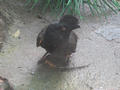 Beeldnr : 75 van 169
Naam : apij_b84.jpg
Folder : fotos/jaren-201x/2016-2/avifauna/10-sep/
Formaat : 900 x 675px
Thumb : 120 x 90px
Richting : Landschap
Bloknr : 2 van 4
Beeldnrs : 51 tm 100
Beelden in blok : 50