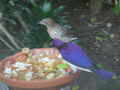 Beeldnr : 82 van 169
Naam : apij_b97.jpg
Folder : fotos/jaren-201x/2016-2/avifauna/10-sep/
Formaat : 900 x 675px
Thumb : 120 x 90px
Richting : Landschap
Bloknr : 2 van 4
Beeldnrs : 51 tm 100
Beelden in blok : 50