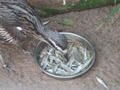 Beeldnr : 83 van 169
Naam : apij_b98.jpg
Folder : fotos/jaren-201x/2016-2/avifauna/10-sep/
Formaat : 900 x 675px
Thumb : 120 x 90px
Richting : Landschap
Bloknr : 2 van 4
Beeldnrs : 51 tm 100
Beelden in blok : 50