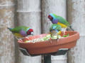 Beeldnr : 85 van 169
Naam : apij_c02.jpg
Folder : fotos/jaren-201x/2016-2/avifauna/10-sep/
Formaat : 900 x 675px
Thumb : 120 x 90px
Richting : Landschap
Bloknr : 2 van 4
Beeldnrs : 51 tm 100
Beelden in blok : 50